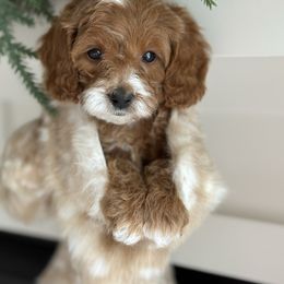 Alder (Blue) Has his own genetic test already done - Red  male Goldendoodle puppy in St. George, Utah from Dashing Doodle Pups