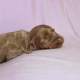 Girl 2 - Fawn (isabella) and tan female Dachshund puppy in Staley, North Carolina from Langley Farms Dachshunds