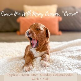 Crown - Red  male Goldendoodle puppy in Marietta, Georgia from Reece + Co Doodles & Poodles