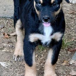 Marvel - Black tri male Miniature Australian Shepherd puppy in Patterson, North Carolina from DreamLine Aussies