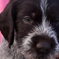 Skeeter - Liver and white German Wirehaired Pointer puppy in Wellston, Ohio from Blue Line GWPs