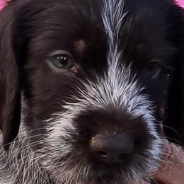 Skeeter - Liver and white German Wirehaired Pointer puppy in Wellston, Ohio from Blue Line GWPs