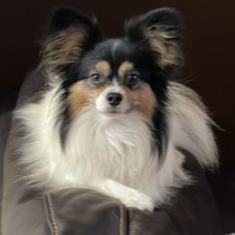 Papillon Puppies from Sunshine Papillons