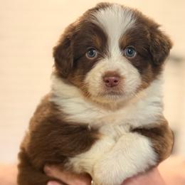 Orange crush - Red merle male Miniature Australian Shepherd puppy in Oak Harbor, Washington from Happy-Go-Lucky Homestead