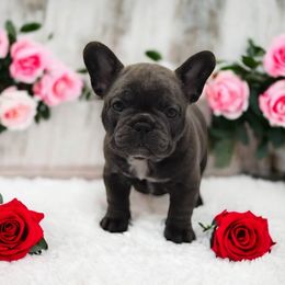 French Bulldog Puppies from Bullish Pride