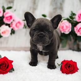 French Bulldog Puppies from Bullish Pride