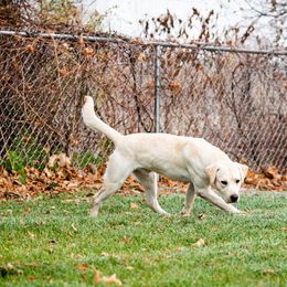 Labrador Retriever All Grown Up from Purpose Bred Labrador Retrievers