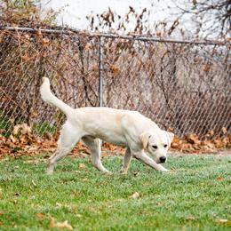 Labrador Retriever All Grown Up from Purpose Bred Labrador Retrievers