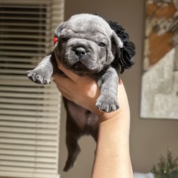French Bulldog Puppies from French Connection Frenchies