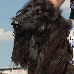 Gabriel - Afghan Hound