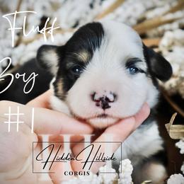 Tri Fluff Boy 1 Tail - Black and tan male Pembroke Welsh Corgi puppy in Locust Grove, Oklahoma from Hidden Hillsides Corgis
