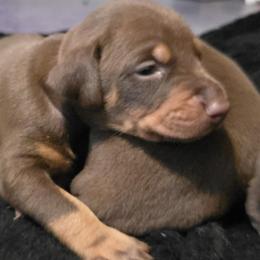 Pink red collar female - Red and rust female Doberman Pinscher puppy in Houston, Texas from Draggin Dobermans & Great Danes