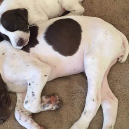 German Shorthaired Pointers from Carol's German Shorthaired Pointers