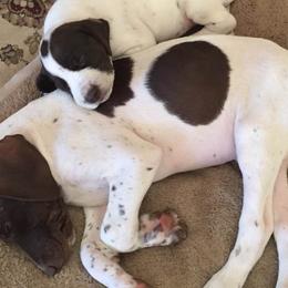 German Shorthaired Pointers from Carol's German Shorthaired Pointers