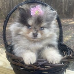 Pomeranian Puppies from Tea-Cake Pomeranians of The Carolinas