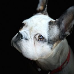 Shiloh - Boston Terrier