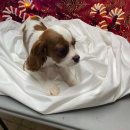 Forrest - Blenheim male Cavalier King Charles Spaniel puppy in Las Vegas, Nevada from Faybelle's Cavaliers