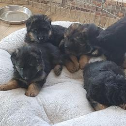 "K litter, 2022" German Shepherd Puppies from Schonwasser Shepherds