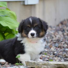 Pembroke Welsh Corgi Puppies from C&G Corgis