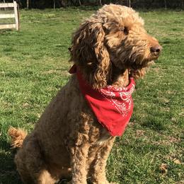 Goldendoodle All Grown Up from Goldendoodles of Maryland
