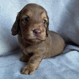 Yosemite (YoYo) - Chocolate female Dachshund puppy in Michigan from Hidden Haven Dachshunds
