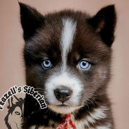 Ozark - Agouti and white male Siberian Husky puppy in Richland, Mississippi from Feazell’s Siberian Huskies