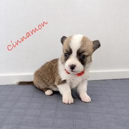 Cinnamon - Red female Pembroke Welsh Corgi puppy in Yulee, Florida from Pembroke Welsh Corgis at Belle Haven
