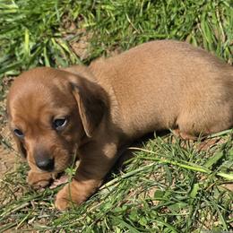Red girl - Red female Dachshund puppy in Brevard, North Carolina from Morgan’s Dachshund’s & Aussies
