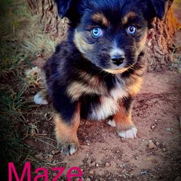 Maze - Black tri female Miniature Australian Shepherd puppy in Idalou, Texas from Lonesome Pine Mini Aussies