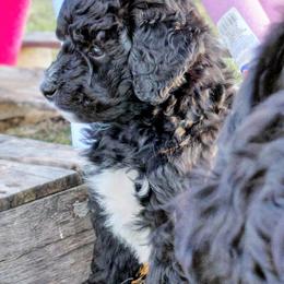 Assorted Doodle Crosses Puppies from Southern Star Goldendoodles