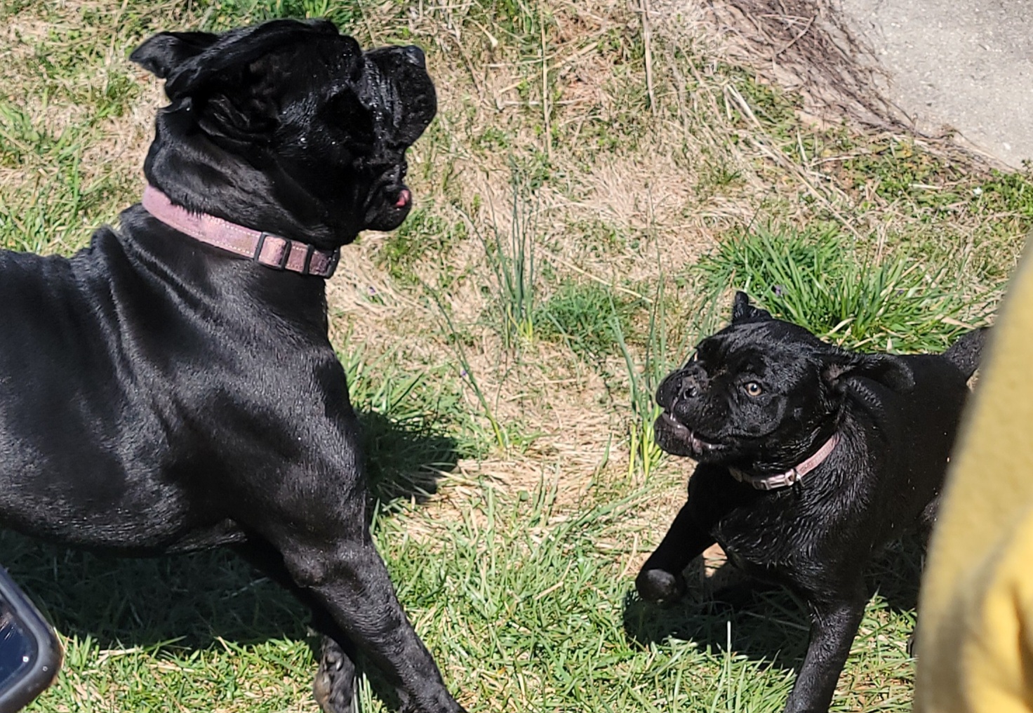 Cane Corso Puppies from Hardradas Dynasty Cane Corso