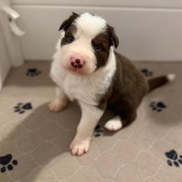 Echo - Red male Border Collie puppy in Kalispell, Montana from North Fork Border Collies