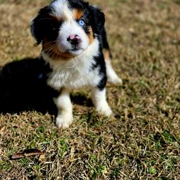 Dasher - Black tri-color female Australian Shepherd puppy in Blairsville, Georgia from Georgia Peach Aussies