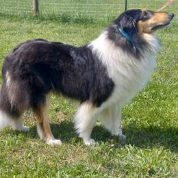 Moose - Collie