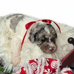 Milo - Merle male Springerdoodle puppy in Fargo, North Dakota from Dakota SpringerDoodles