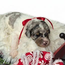 Milo - Merle male Springerdoodle puppy in Fargo, North Dakota from Dakota SpringerDoodles