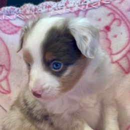 Miniature Australian Shepherds from Cross's Wigglebutts