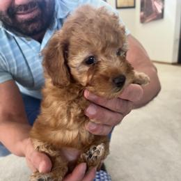 Poodle Puppies from ItalianToyPoodles