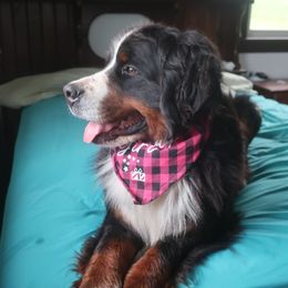 Amy - Bernese Mountain Dog
