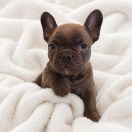 Green collar boy - Brindle and white male French Bulldog puppy in Madison, Wisconsin from MadCity Frenchies
