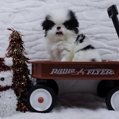 Rigatoni - Black tan and white male Japanese Chin puppy in Johnson City, Tennessee from Erin & Friends Japanese Chin