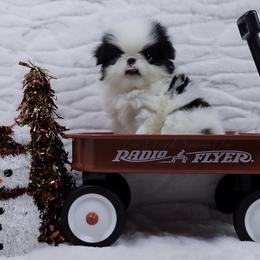 Rigatoni - Black tan and white male Japanese Chin puppy in Johnson City, Tennessee from Erin & Friends Japanese Chin
