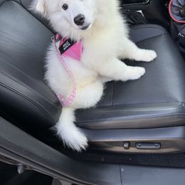 Snowy - White female American Eskimo Dog puppy in Redlands, California from Arctic Storm Kennels