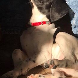 German Shorthaired Pointers from Kelcal Farm and Kennels