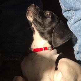 German Shorthaired Pointers from Kelcal Farm and Kennels