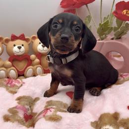 Grey - Black and tan male Dachshund puppy in Goodyear, Arizona from AZ Royal Doxies llc
