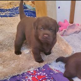 Labrador Retriever All Grown Up from Whimsical Farms Labrador Retrievers