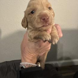 Stumps - Cream male Dachshund puppy in La Marque, Texas from Sweet Southern Dachshunds