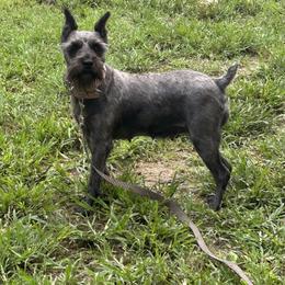 Girl - Miniature Schnauzer