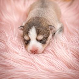 Rylee - Blue female Pomsky puppy in Coos Bay, Oregon from Ocean View Pomskies